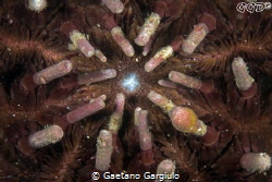 Pencil sea urchin mouth by Gaetano Gargiulo 